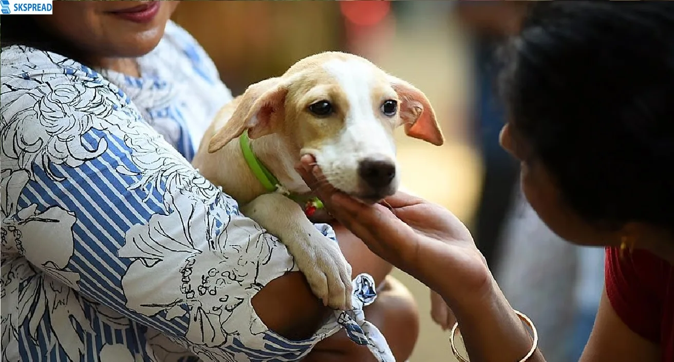 Pet Dog License 2024: இனி செல்லப்பிராணிகளுக்கு வருடந்தோறும் உரிமம் கட்டாயம் - சென்னை மாநகராட்சி எச்சரிக்கை -   எப்படி பெறுவது?