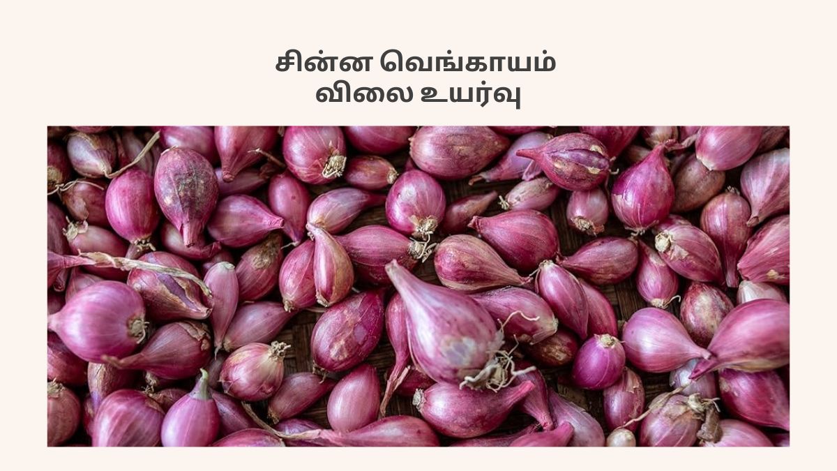 சின்ன வெங்காயம் விலை உயர்வு ! மழை மற்றும் வரத்து சரிவால் இப்படி ஆயிடுச்சு மக்களே !