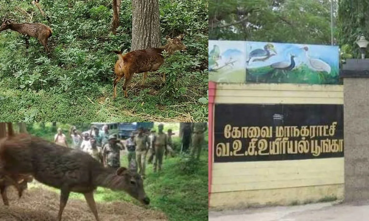 கோவை வஉசி உயிரியல் பூங்காவில் பராமரிக்கப்பட்ட கடமான்கள் - சிறுவாணி மலைக்கு மாற்றம் - வனத்துறை அறிவிப்பு !