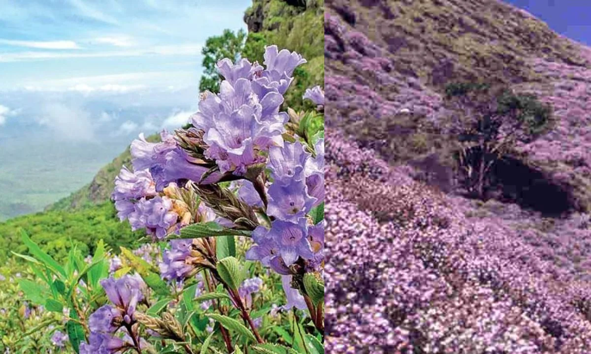 உதகையில் குறிஞ்சி மலர்களை காண வனப்பகுதிக்கு செல்ல வேண்டாம் - வனத்துறை எச்சரிக்கை !