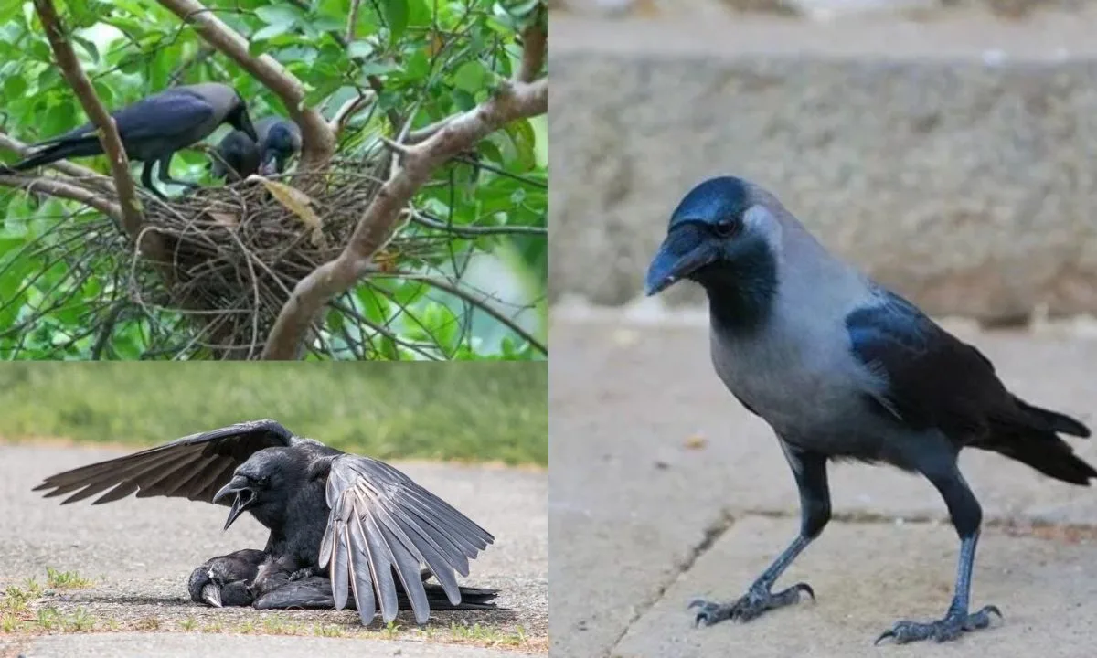 இந்தியக் காகங்களால் கென்யா பறவைகளுக்கு அச்சுறுத்தல் - ஆய்வாளர்கள் தகவல் !